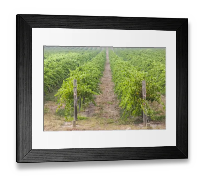 Framed Print : Australia, Victoria, VIC, Rutherglen, vineyard detail Framed Print : Australia, Victoria, VIC, Rutherglen, vineyard detail