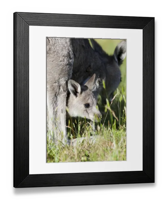 Framed Print : Eastern grey kangaroo (Macropus giganteus), Australia Framed Print : Eastern grey kangaroo (Macropus giganteus), Australia