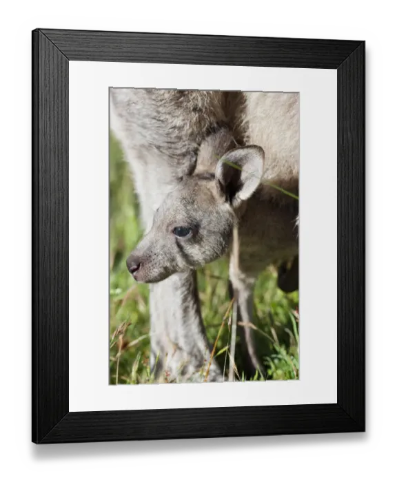 Framed Print : Eastern grey kangaroo (Macropus giganteus), Australia