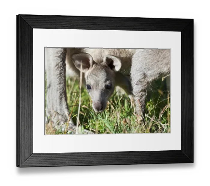 Framed Print : Eastern grey kangaroo (Macropus giganteus), Australia
