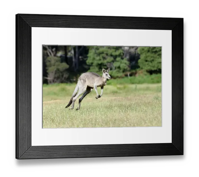 Framed Print : Eastern grey kangaroo (Macropus giganteus), Australia Framed Print : Eastern grey kangaroo (Macropus giganteus), Australia