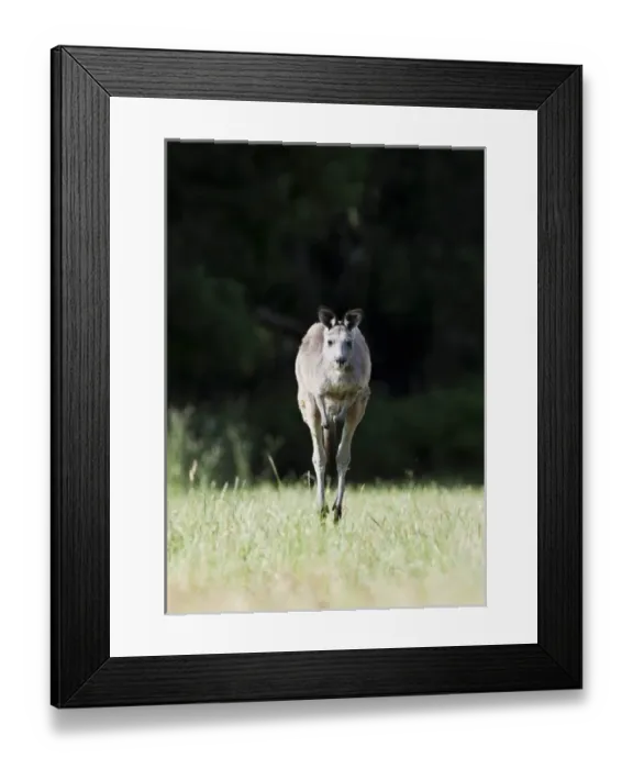 Framed Print : Eastern grey kangaroo (Macropus giganteus), Australia Framed Print : Eastern grey kangaroo (Macropus giganteus), Australia
