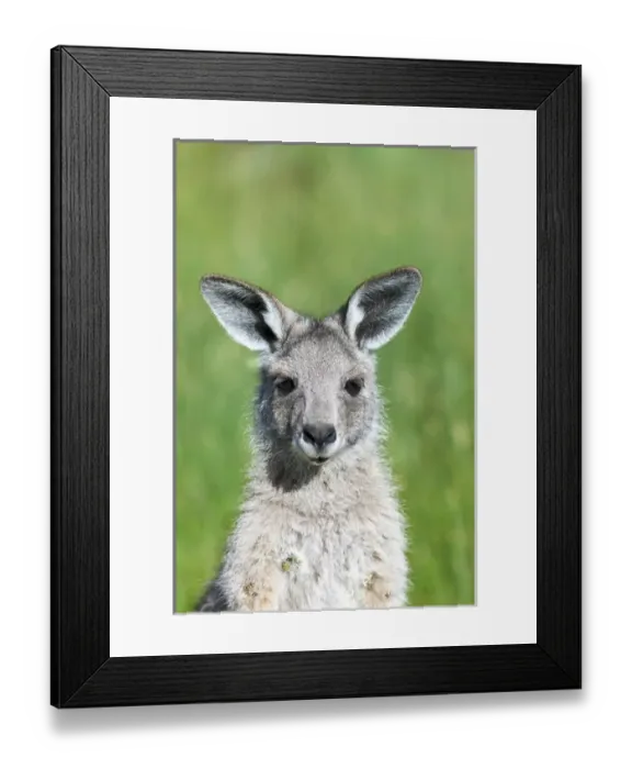 Framed Print : Eastern grey kangaroo (Macropus giganteus), Australia