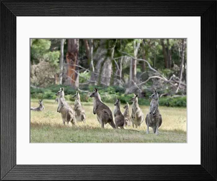 Framed Print : Eastern grey kangaroo (Macropus giganteus), Australia