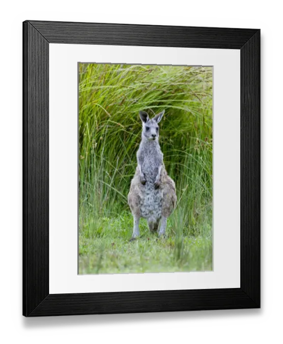 Framed Print : Eastern grey kangaroo (Macropus giganteus), Australia