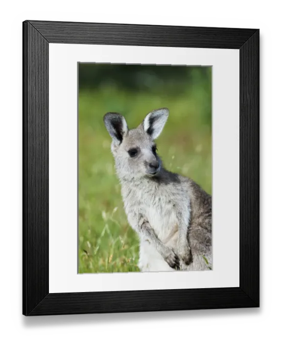 Framed Print : Eastern grey kangaroo (Macropus giganteus), Australia Framed Print : Eastern grey kangaroo (Macropus giganteus), Australia