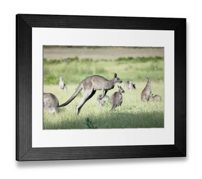 Framed Print : Eastern grey kangaroo (Macropus giganteus), Australia