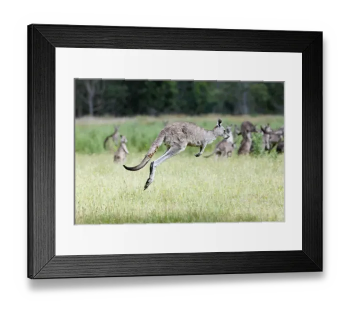 Framed Print : Eastern grey kangaroo (Macropus giganteus), Australia