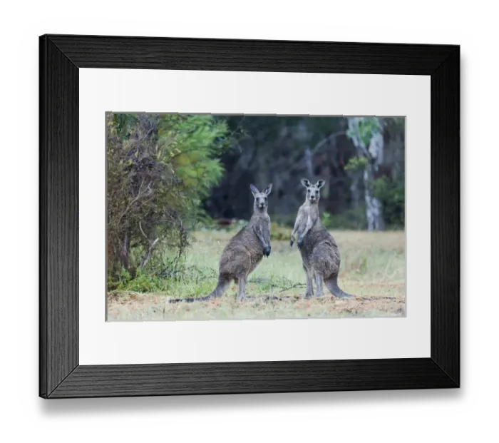 Framed Print : Eastern grey kangaroo (Macropus giganteus), Australia