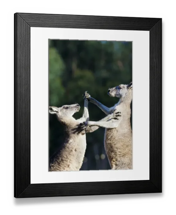 Framed Print : Eastern grey kangaroo (Macropus giganteus), Australia Framed Print : Eastern grey kangaroo (Macropus giganteus), Australia
