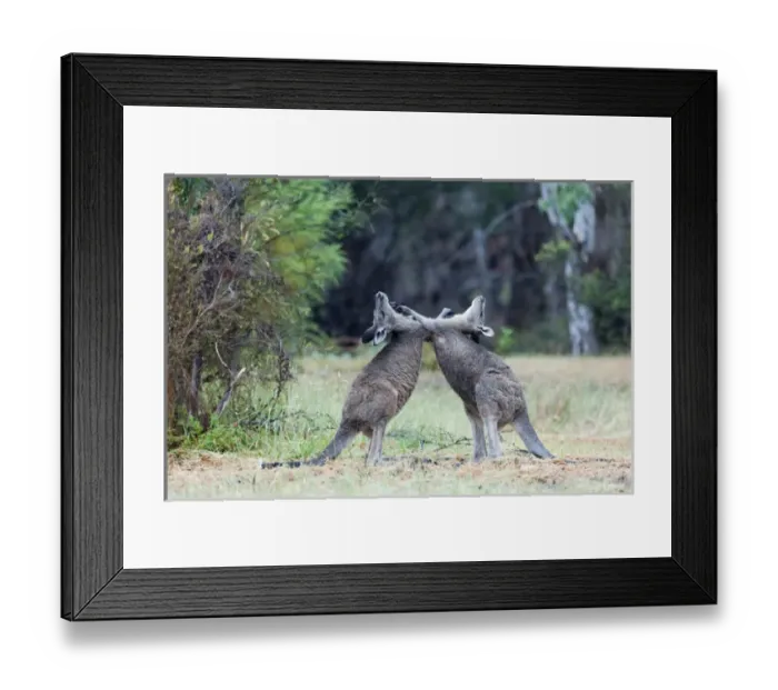 Framed Print : Eastern grey kangaroo (Macropus giganteus), Australia