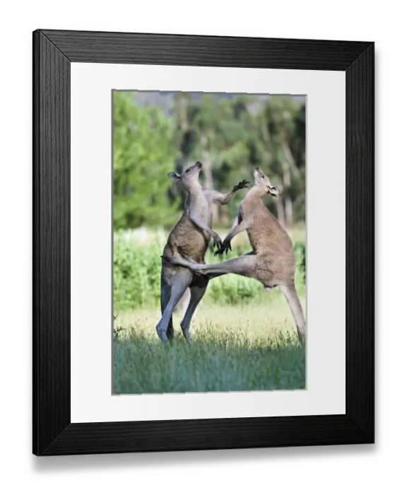 Framed Print : Eastern grey kangaroo (Macropus giganteus), Australia Framed Print : Eastern grey kangaroo (Macropus giganteus), Australia