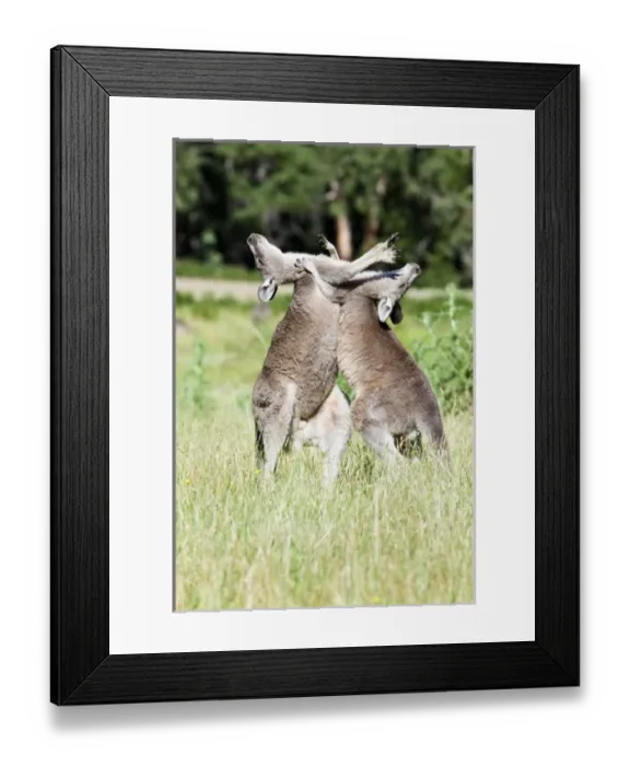 Framed Print : Eastern grey kangaroo (Macropus giganteus), Australia