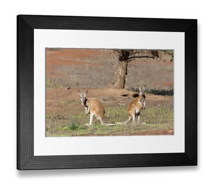 Framed Print : Red kangaroo (Macropus rufus) in Flinders Ranges National Park in Australia Framed Print : Red kangaroo (Macropus rufus) in Flinders Ranges National Park in Australia