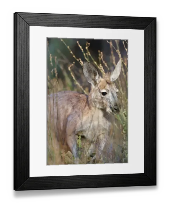 Framed Print : Red kangaroo (Macropus rufus) in Flinders Ranges National Park in Australia Framed Print : Red kangaroo (Macropus rufus) in Flinders Ranges National Park in Australia