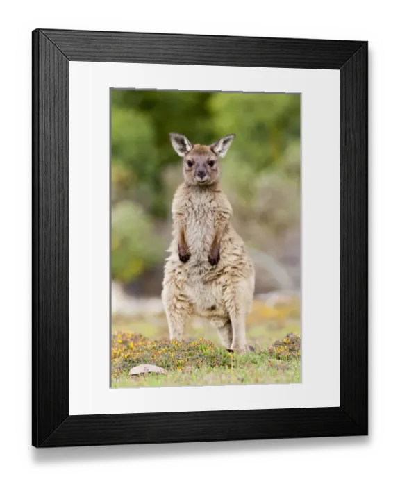 Framed Print : Western grey kangaroo (Macropus fuliginosus), on Kangaroo Island in the Flinders Framed Print : Western grey kangaroo (Macropus fuliginosus), on Kangaroo Island in the Flinders