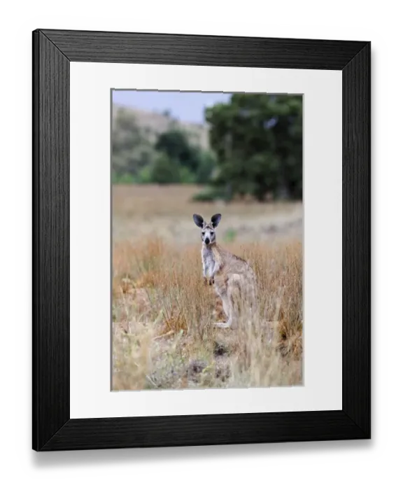 Framed Print : Red kangaroo (Macropus rufus) in Flinders Ranges National Park in Australia Framed Print : Red kangaroo (Macropus rufus) in Flinders Ranges National Park in Australia