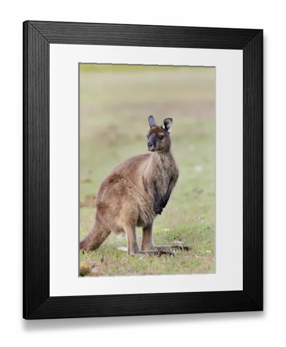 Framed Print : Western grey kangaroo (Macropus fuliginosus), on Kangaroo Island in the Flinders Framed Print : Western grey kangaroo (Macropus fuliginosus), on Kangaroo Island in the Flinders