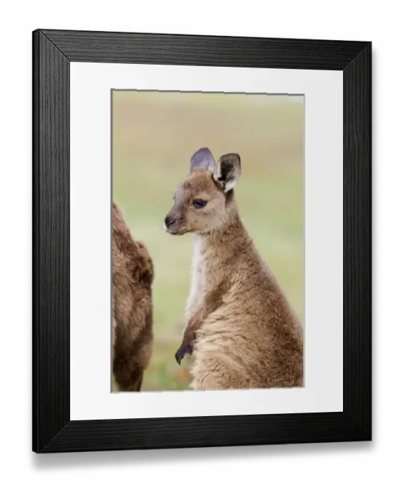 Framed Print : Western grey kangaroo (Macropus fuliginosus), on Kangaroo Island in the Flinders Framed Print : Western grey kangaroo (Macropus fuliginosus), on Kangaroo Island in the Flinders