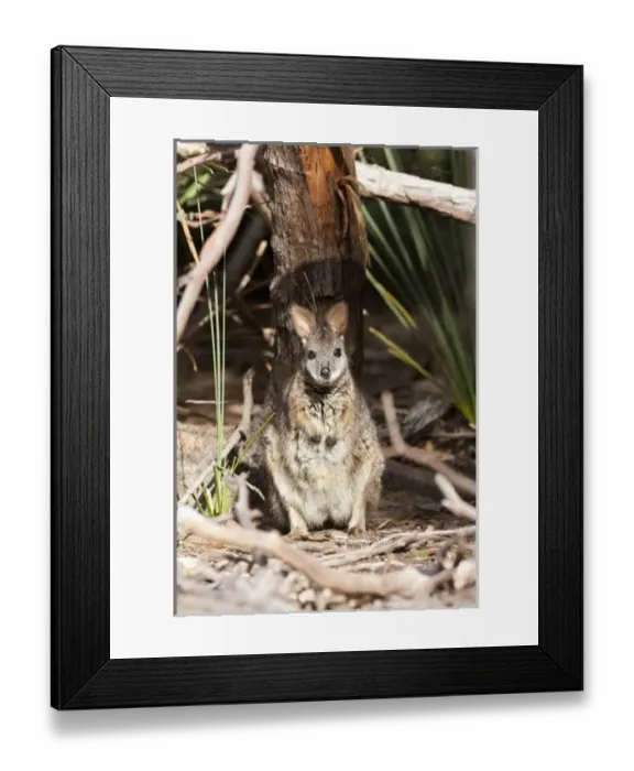 Framed Print : Tammar wallaby (Macropus eugenii) also called dama wallaby or darma wallaby