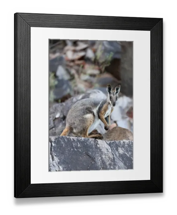 Framed Print : Yellow-footed rock-wallaby, Petrogale xanthopus, in the Flinders Ranges National
