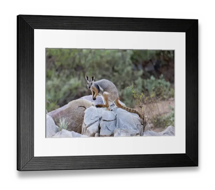 Framed Print : Yellow-footed rock-wallaby, Petrogale xanthopus, in the Flinders Ranges National Framed Print : Yellow-footed rock-wallaby, Petrogale xanthopus, in the Flinders Ranges National