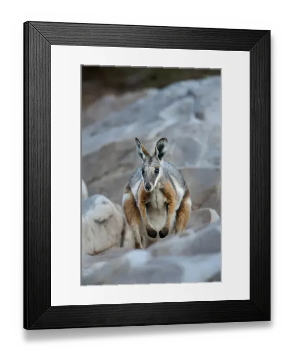 Framed Print : Yellow-footed rock-wallaby, Petrogale xanthopus, in the Flinders Ranges National Framed Print : Yellow-footed rock-wallaby, Petrogale xanthopus, in the Flinders Ranges National
