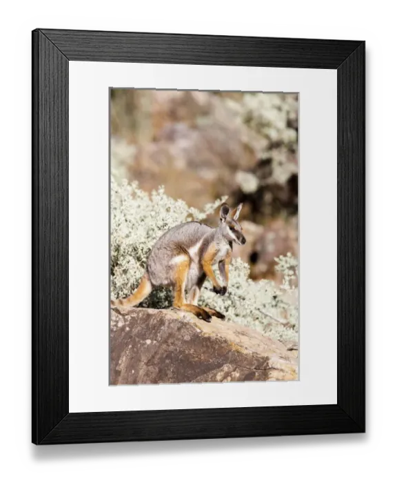 Framed Print : Yellow-footed rock-wallaby, Petrogale xanthopus, in the Flinders Ranges National
