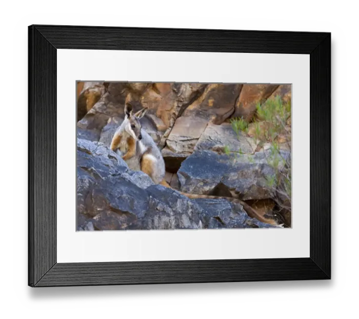 Framed Print : Yellow-footed rock-wallaby, Petrogale xanthopus, in the Flinders Ranges National Framed Print : Yellow-footed rock-wallaby, Petrogale xanthopus, in the Flinders Ranges National
