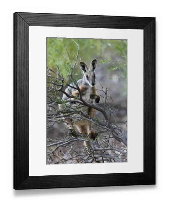 Framed Print : Yellow-footed rock-wallaby, Petrogale xanthopus, in the Flinders Ranges National Framed Print : Yellow-footed rock-wallaby, Petrogale xanthopus, in the Flinders Ranges National