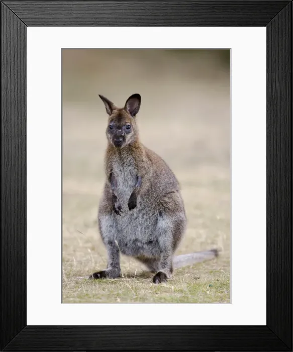 Framed Print : Red-necked Wallaby, subspecies Bennetts Wallaby (Macropus rufogriseus rufogriseus) Framed Print : Red-necked Wallaby, subspecies Bennetts Wallaby (Macropus rufogriseus rufogriseus)