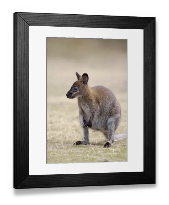 Framed Print : Red-necked Wallaby, subspecies Bennetts Wallaby (Macropus rufogriseus rufogriseus) Framed Print : Red-necked Wallaby, subspecies Bennetts Wallaby (Macropus rufogriseus rufogriseus)