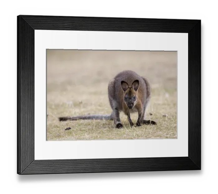 Framed Print : Red-necked Wallaby, subspecies Bennetts Wallaby (Macropus rufogriseus rufogriseus)