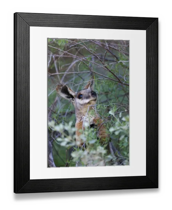 Framed Print : Yellow-footed rock-wallaby, Petrogale xanthopus, in the Flinders Ranges National