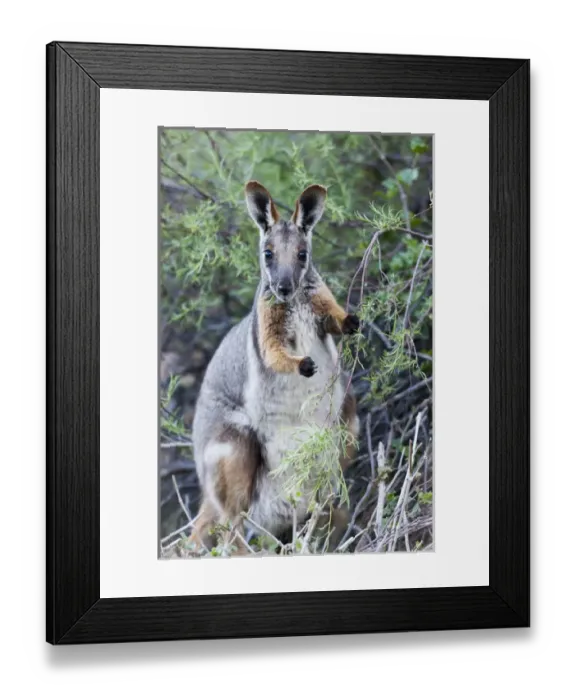 Framed Print : Yellow-footed rock-wallaby, Petrogale xanthopus, in the Flinders Ranges National Framed Print : Yellow-footed rock-wallaby, Petrogale xanthopus, in the Flinders Ranges National