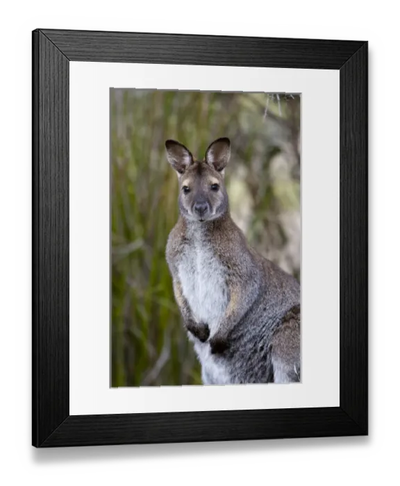 Framed Print : Red-necked Wallaby, subspecies Bennetts Wallaby (Macropus rufogriseus rufogriseus) Framed Print : Red-necked Wallaby, subspecies Bennetts Wallaby (Macropus rufogriseus rufogriseus)