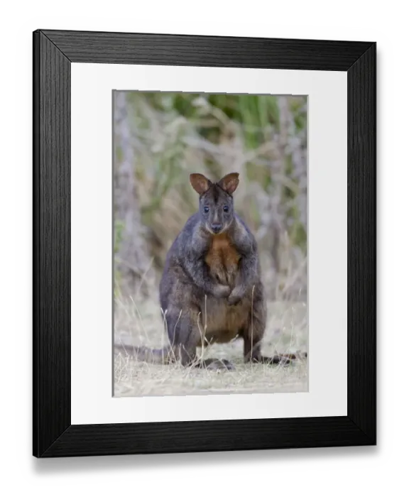 Framed Print : Tasmanian Pademelon (Thylogale billardierii) also called rufous-bellied Pademelon