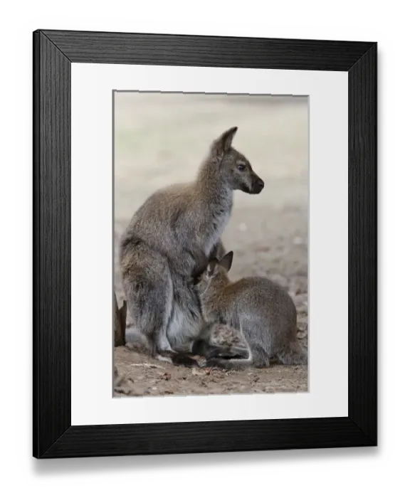 Framed Print : Red-necked Wallaby, subspecies Bennetts Wallaby (Macropus rufogriseus rufogriseus)