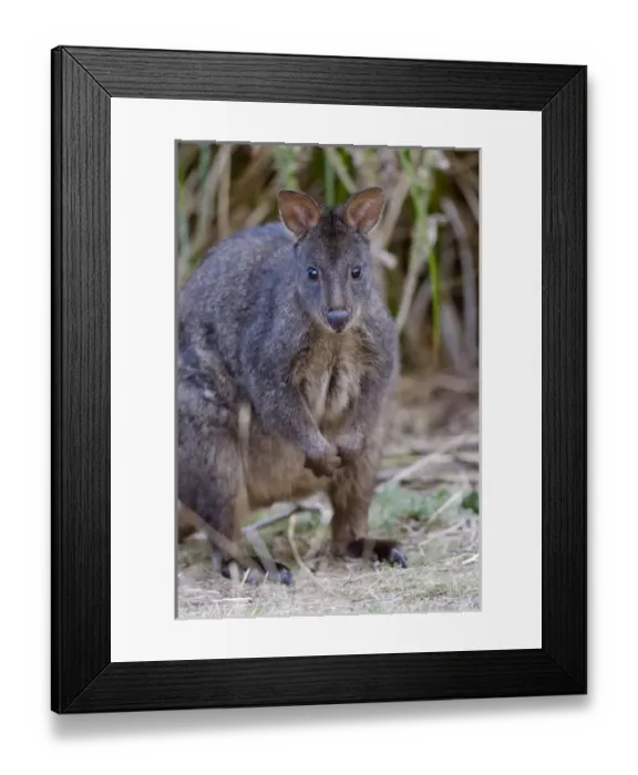 Framed Print : Tasmanian Pademelon (Thylogale billardierii) also called rufous-bellied Pademelon