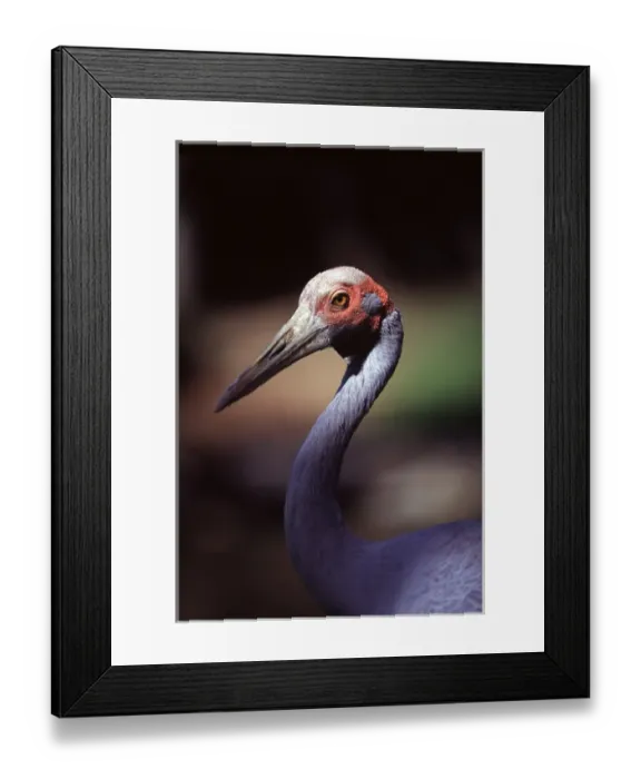 Framed Print : The brolga (Grus rubicunda) is one of Australias species of crane. Port Douglas