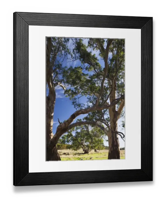 Framed Print : Australia, South Australia, Barossa Valley, Mount Pleasant, gum trees