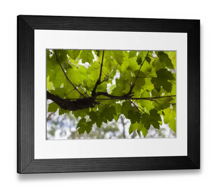Framed Print : Australia, South Australia, Barossa Valley, Tanunda, vineyard, vines Framed Print : Australia, South Australia, Barossa Valley, Tanunda, vineyard, vines
