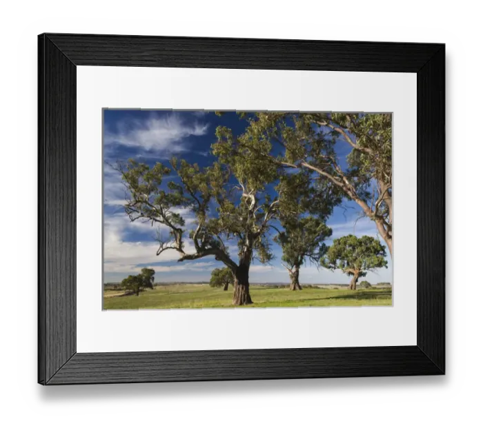 Framed Print : Australia, South Australia, Barossa Valley, Mount Pleasant, gum trees