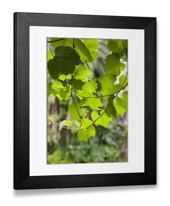 Framed Print : Australia, South Australia, Barossa Valley, Tanunda, vineyard, vines Framed Print : Australia, South Australia, Barossa Valley, Tanunda, vineyard, vines