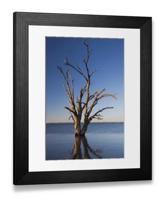 Framed Print : Australia, South Australia, Murray River Valley, Barmera, Lake Bonney, petrified trees Framed Print : Australia, South Australia, Murray River Valley, Barmera, Lake Bonney, petrified trees