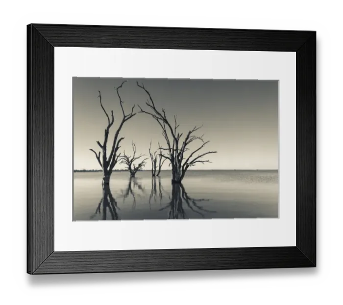 Framed Print : Australia, South Australia, Murray River Valley, Barmera, Lake Bonney, petrified trees Framed Print : Australia, South Australia, Murray River Valley, Barmera, Lake Bonney, petrified trees