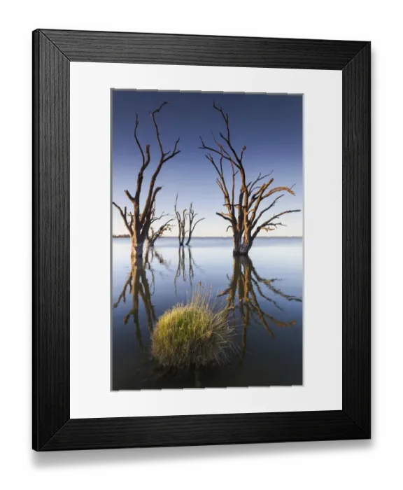 Framed Print : Australia, South Australia, Murray River Valley, Barmera, Lake Bonney, petrified trees Framed Print : Australia, South Australia, Murray River Valley, Barmera, Lake Bonney, petrified trees