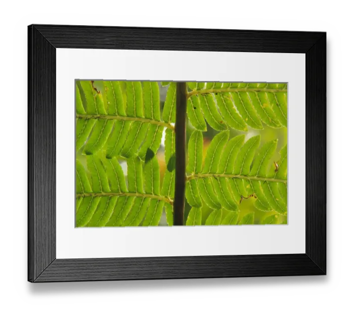 Framed Print : A close-up detail of a fern in the Babinda Boulders rainforest, an hours drive south of Cairns