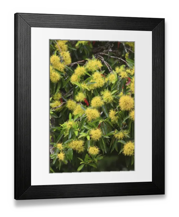 Framed Print : Bright yellow wattle flowers bloom beside the Babinda Creek, an hours drive south of Cairns Framed Print : Bright yellow wattle flowers bloom beside the Babinda Creek, an hours drive south of Cairns