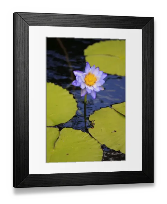 Framed Print : A bright purple water lily on the waters of Lake Barrine, The Atherton Tablelands Framed Print : A bright purple water lily on the waters of Lake Barrine, The Atherton Tablelands